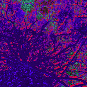 Cover art for Midnight
